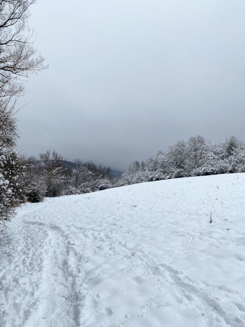 View of a Snowy Field and Trees under a Cloudy Sky 