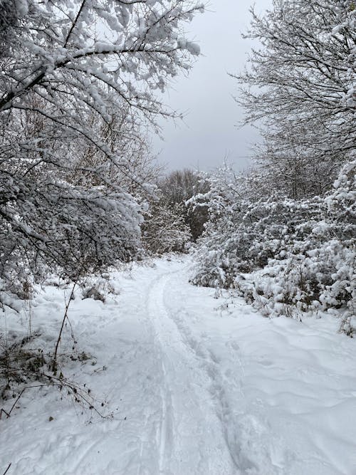 View of a Snowy Pathway between Trees 