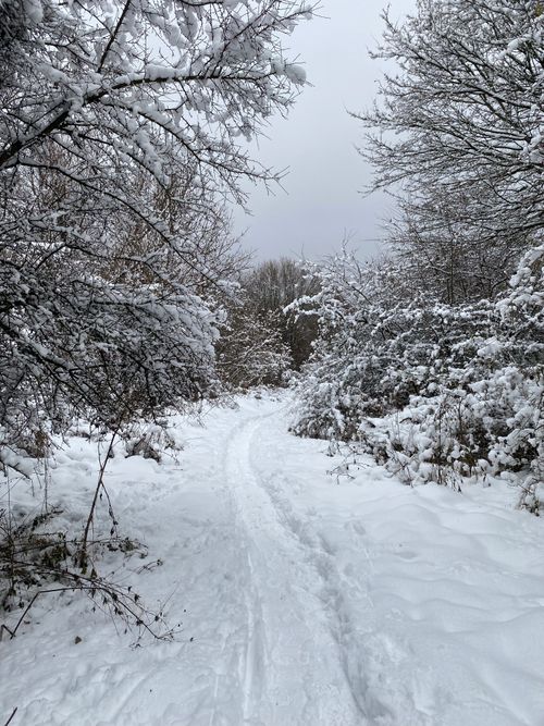 Free A tranquil snowy path winds through a winter forest in Slovakia. Stock Photo