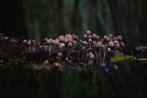 Close-up Photo of Mushrooms
