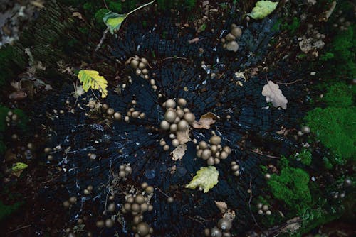 균류, 나무 둥치, 숲의 무료 스톡 사진