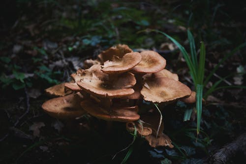 Mushrooms on the Ground