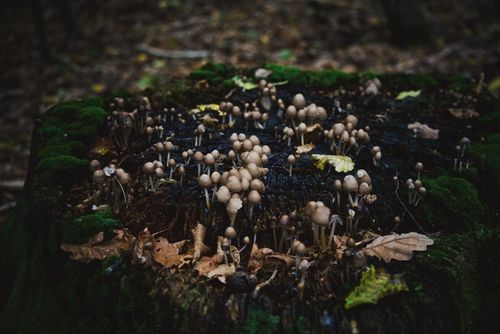 Free Cluster of mushrooms on moss-covered tree stump amidst autumn leaves in a forest. Stock Photo