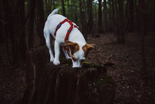 Foto stok gratis anjing, berjalan, cute