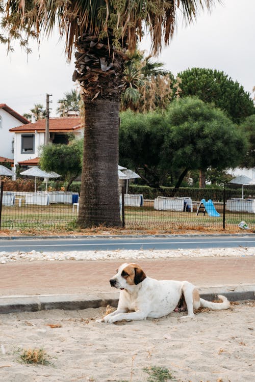 Free Dog Lying Down near Sidewalk Stock Photo