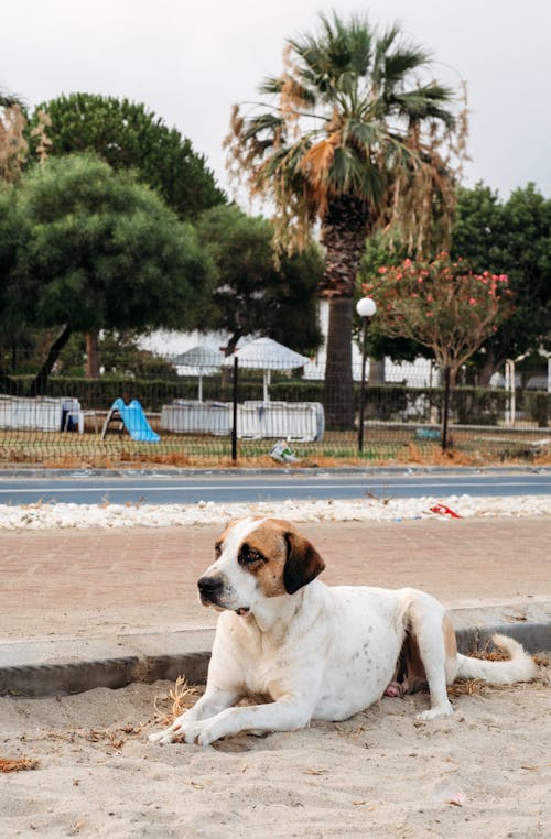 Gratis lagerfoto af brun hund, dyr, dyrefotografering