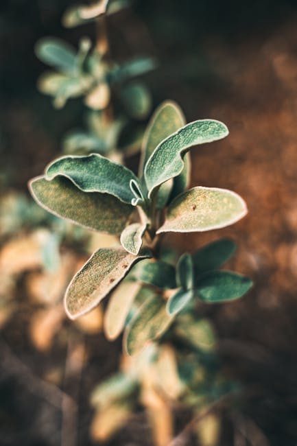 A steaming cup of Cypriot Sage Tea with fresh sage leaves and a traditional Cypriot landscape in the background