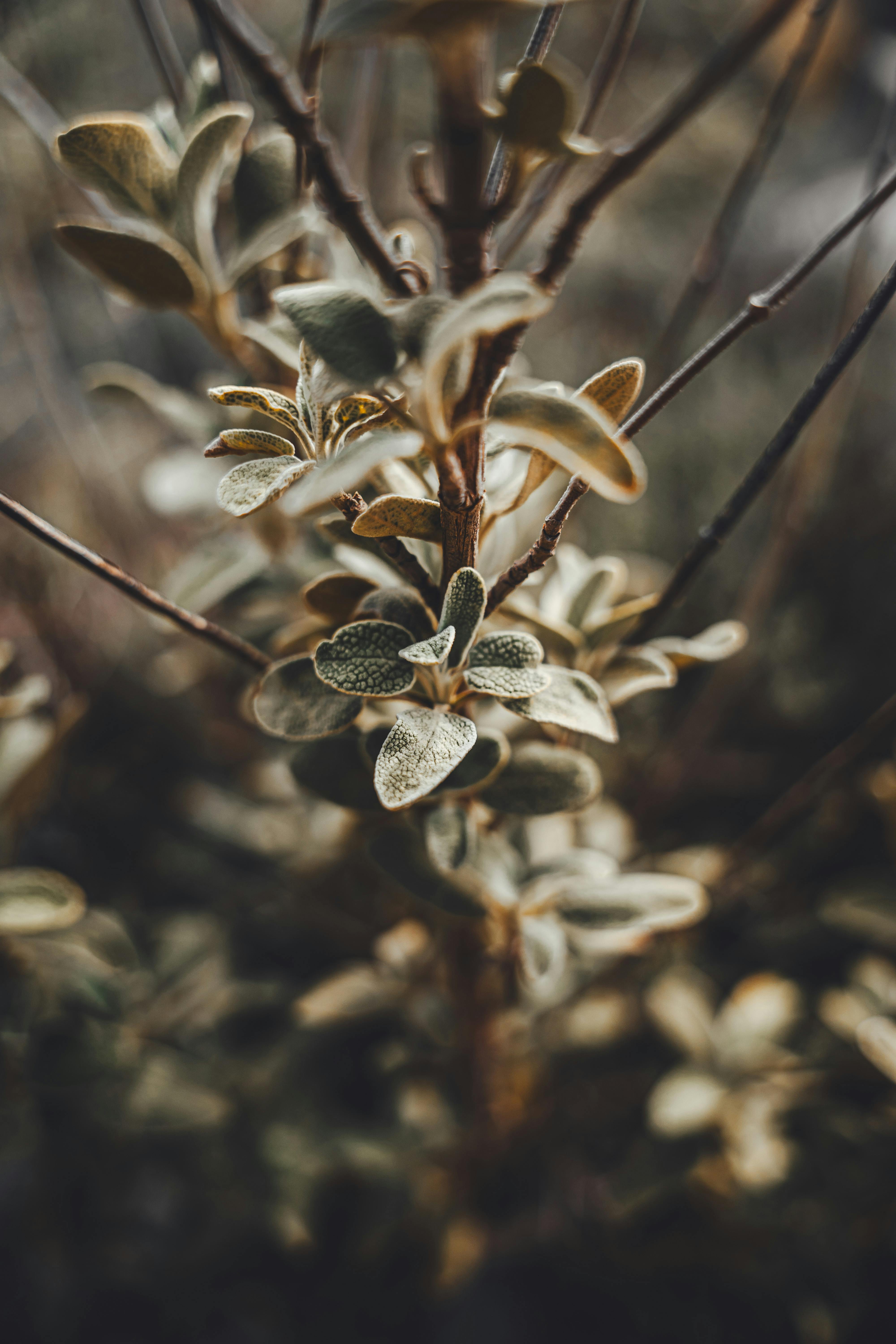 Importance of Efficient Medicaid Renewal