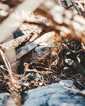 A tortoise hiding among foliage and rocks in a sunlit area, showcasing its natural environment.