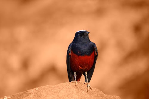 White-Capped Redstart Perching on a Rock