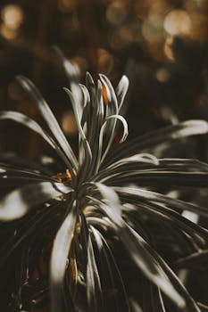 Focused close-up of a tropical plant with elongated leaves in natural sunlight.