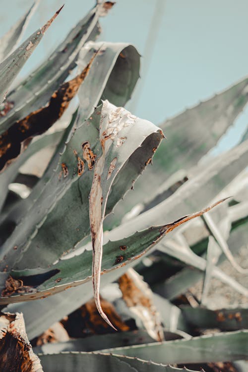 Fotos de stock gratuitas de @al aire libre, afilado, agave