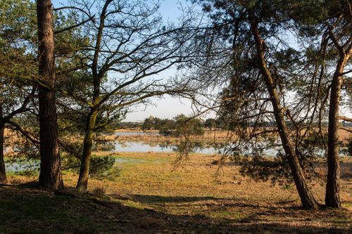 Free Tranquil scene of a rural landscape with trees, a marsh, and a lake in sunlight. Stock Photo