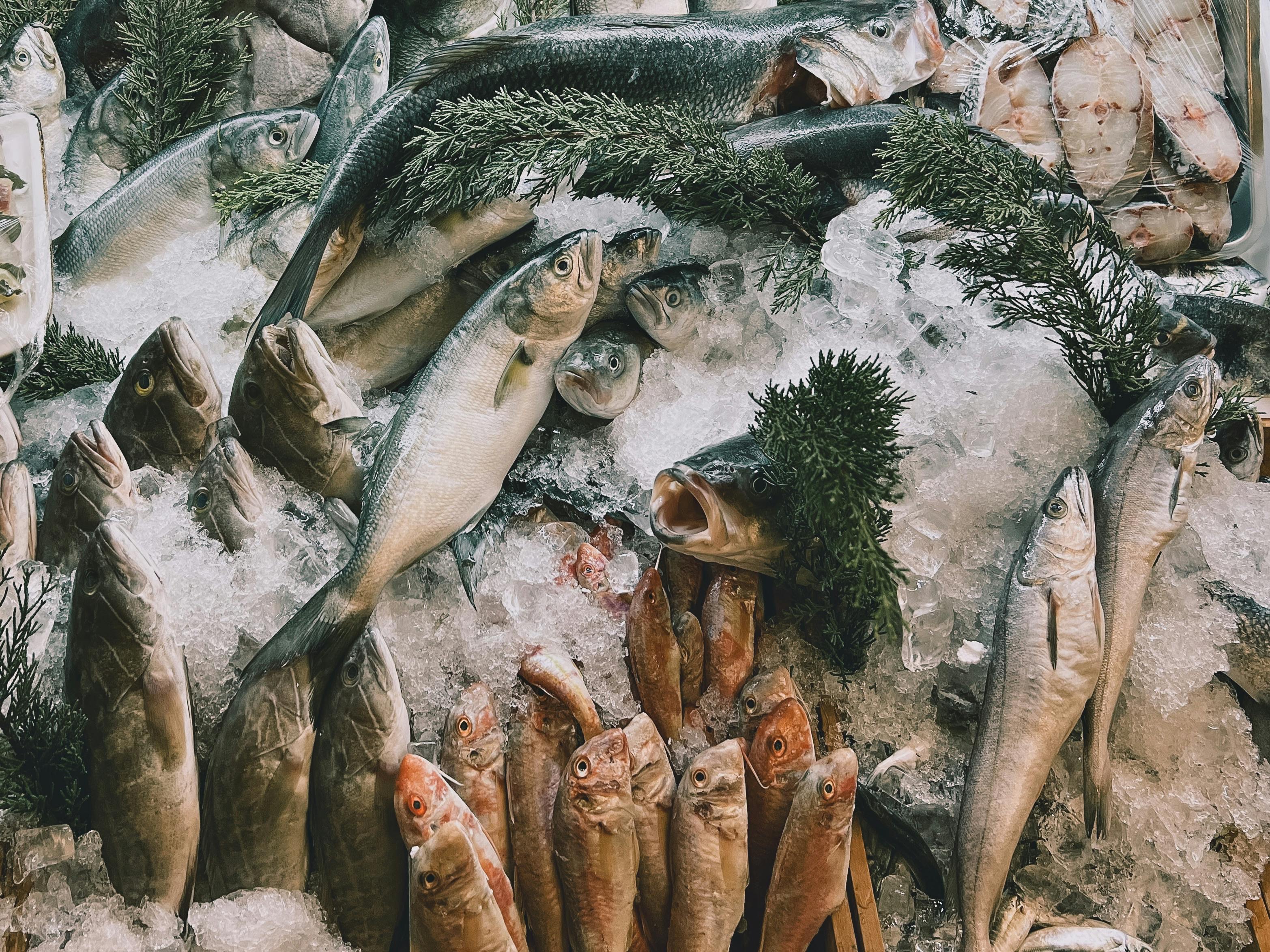 Fresh fish displayed on ice in a market setting, various species of colorful Congo river fish neatly arranged. Cool blue lighting with water droplets visible. No human shapes.