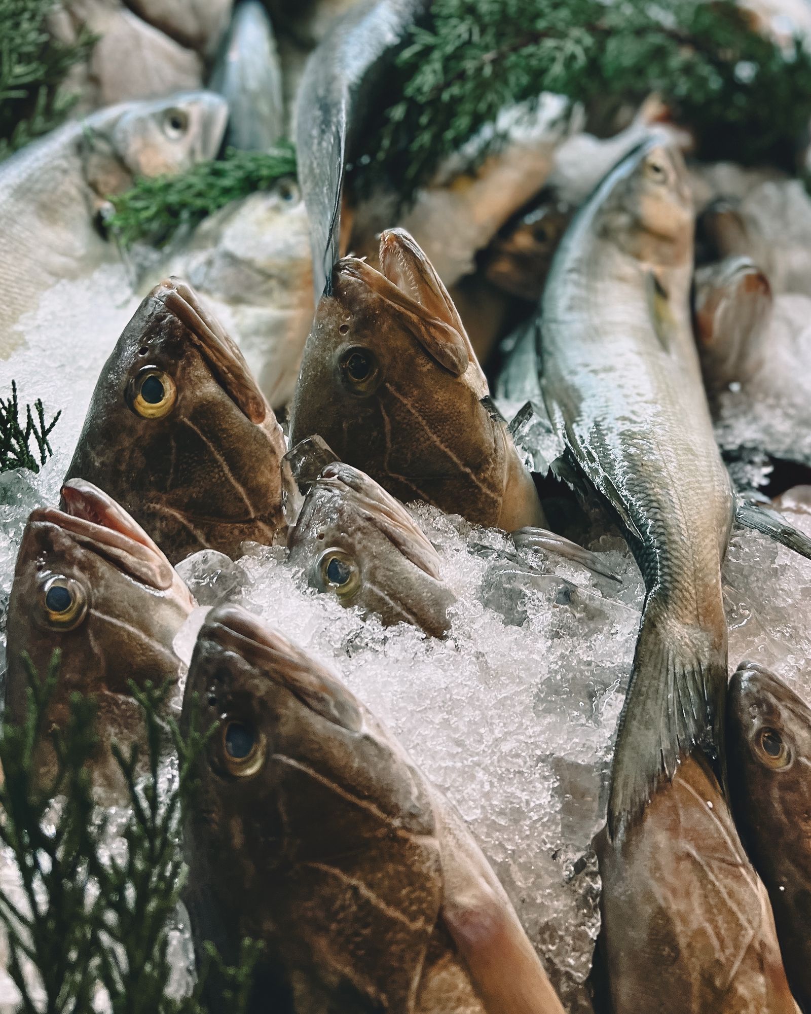 Pescado grande entero sobre hielo en el mostrador de la pescadería