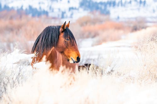 Brown Horse in Snow in Winter
