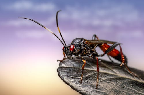 A close up of a large insect with red eyes