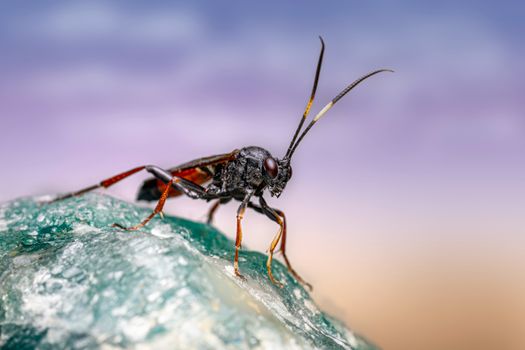 Close-up image of a black ichneumon wasp resting on a textured rock. Vivid colors and striking detail.