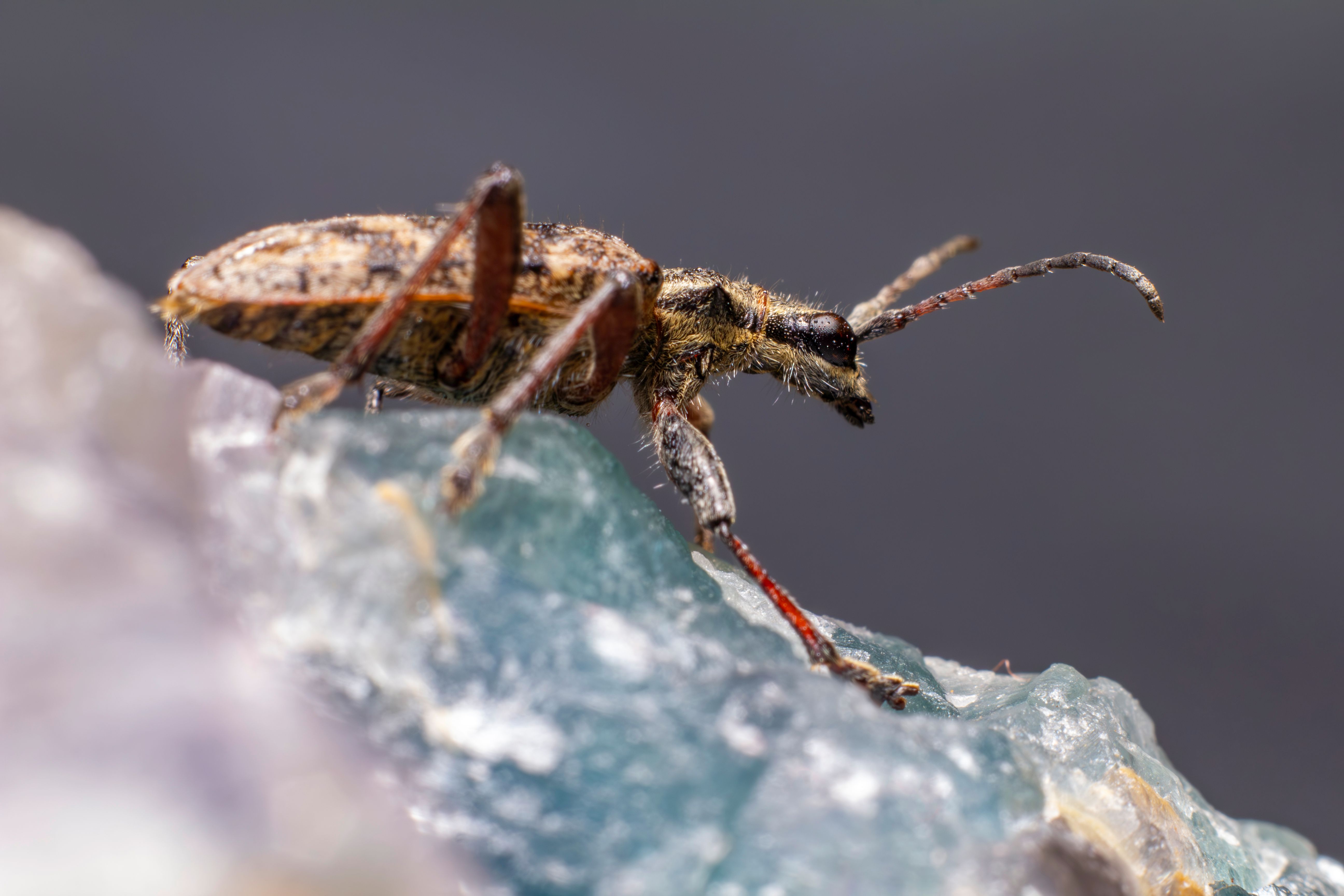Detailed macro shot of a black-spotted longhorn beetle (Rhagium sycophanta) perched on a stone.