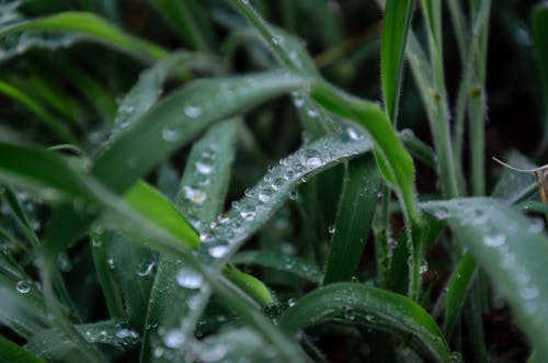 Dew Drops on Grass Blades