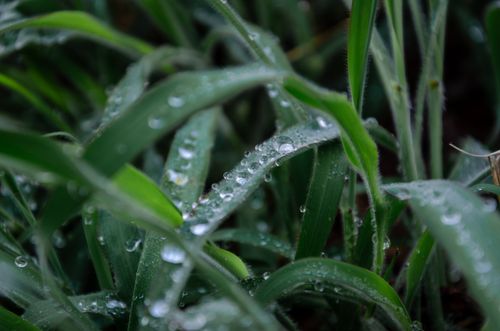 Free Detailed view of dew drops on lush green grass in the morning sunlight, symbolizing freshness. Stock Photo