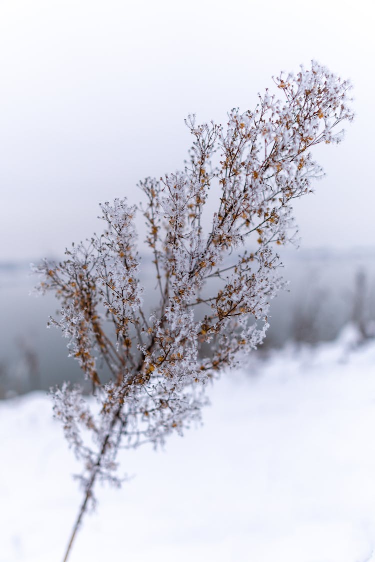 Flower In Winter