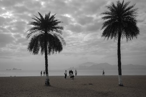 Palms on a Cloudy Beach 