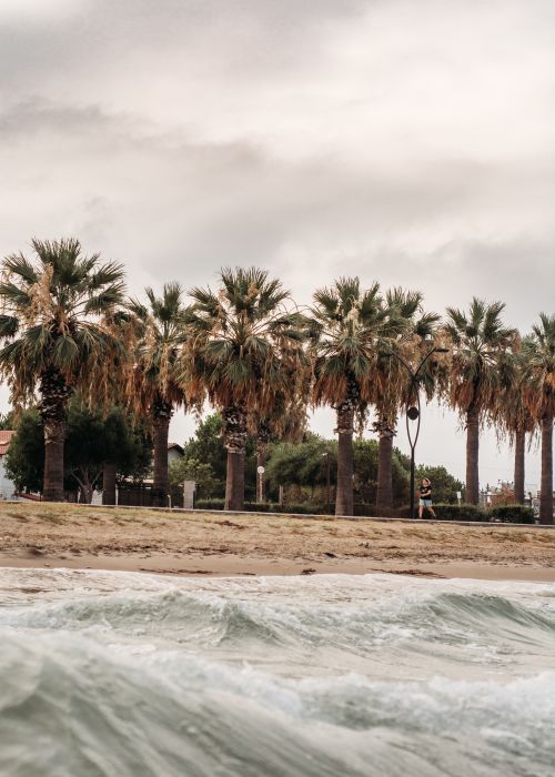 Free A serene beach with palm trees under a cloudy sky, with gentle ocean waves. Stock Photo