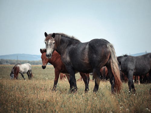Foto stok gratis fotografi binatang, gerombolan, kuda
