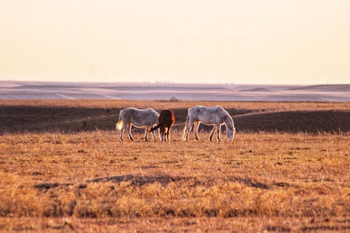 丘陵, 日落, 棕色的马 的 免费素材图片