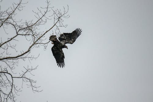 Gratis arkivbilde med fugl, hvithodehavørn, ørn