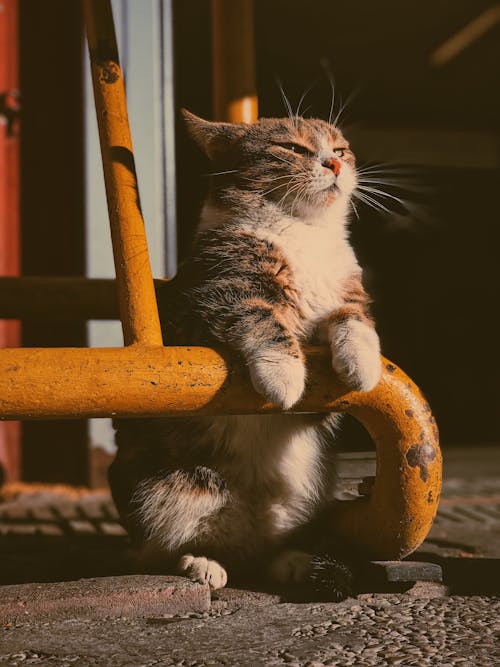 Kitten Sitting Leaning Against a Yellow Railing