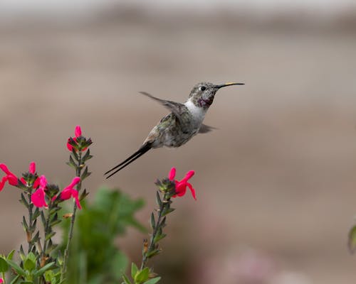 Kostenloses Stock Foto zu blumen, fliegen, kolibri