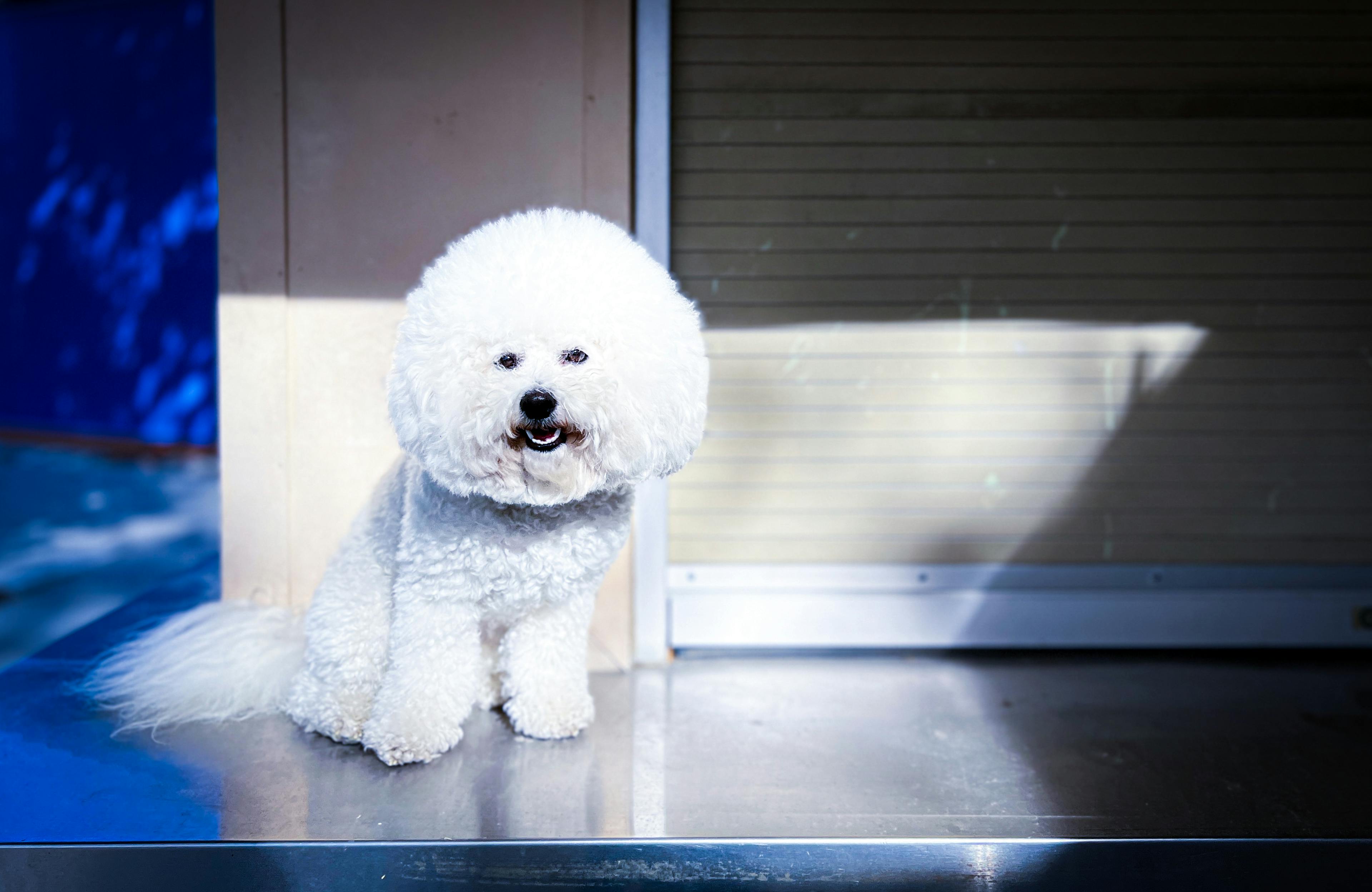 Sitting White Bichon Toy Dog