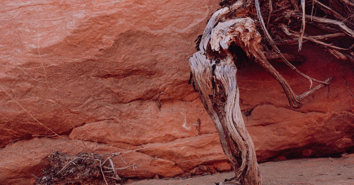 Dried African Roots Dried Roots at Desert · Free Stock Photo