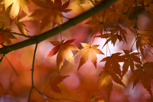 Close-up of a Maple Tree in Autumn