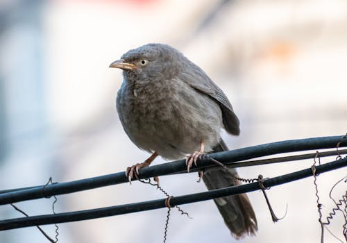 Základová fotografie zdarma na téma detail, drát, džungle blábol