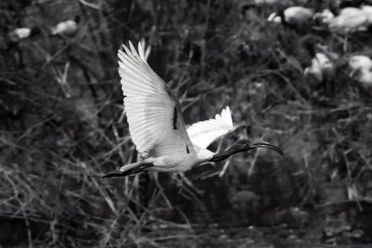 A monochrome image of an ibis flying gracefully over a natural habitat.