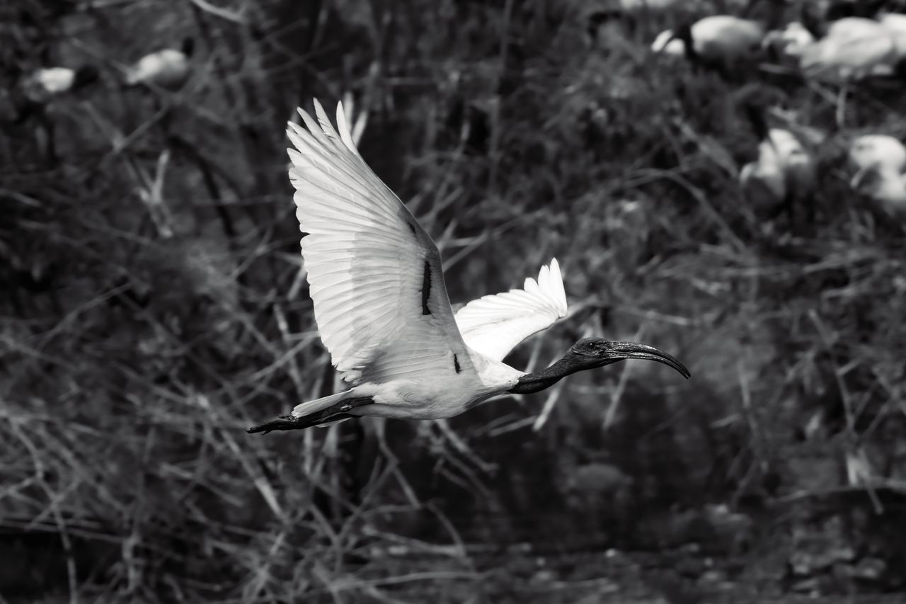 a monochrome image of an ibis flying gracefully over a natural habitat