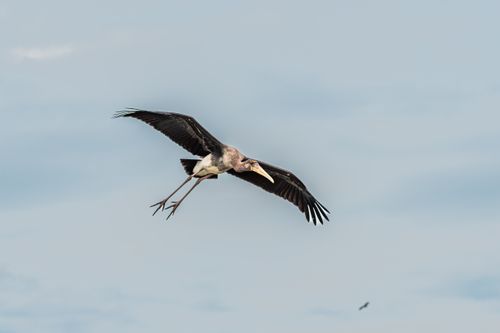 Free A Marabou Stork gracefully flying high in the clear blue sky. Stock Photo