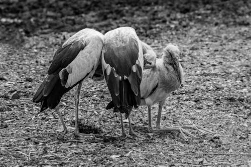 Group of Resting Storks