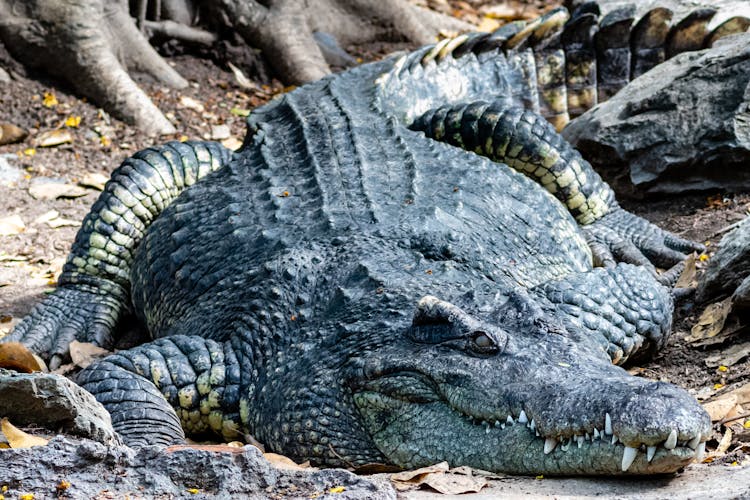 Close-up Of A Crocodile On Land 