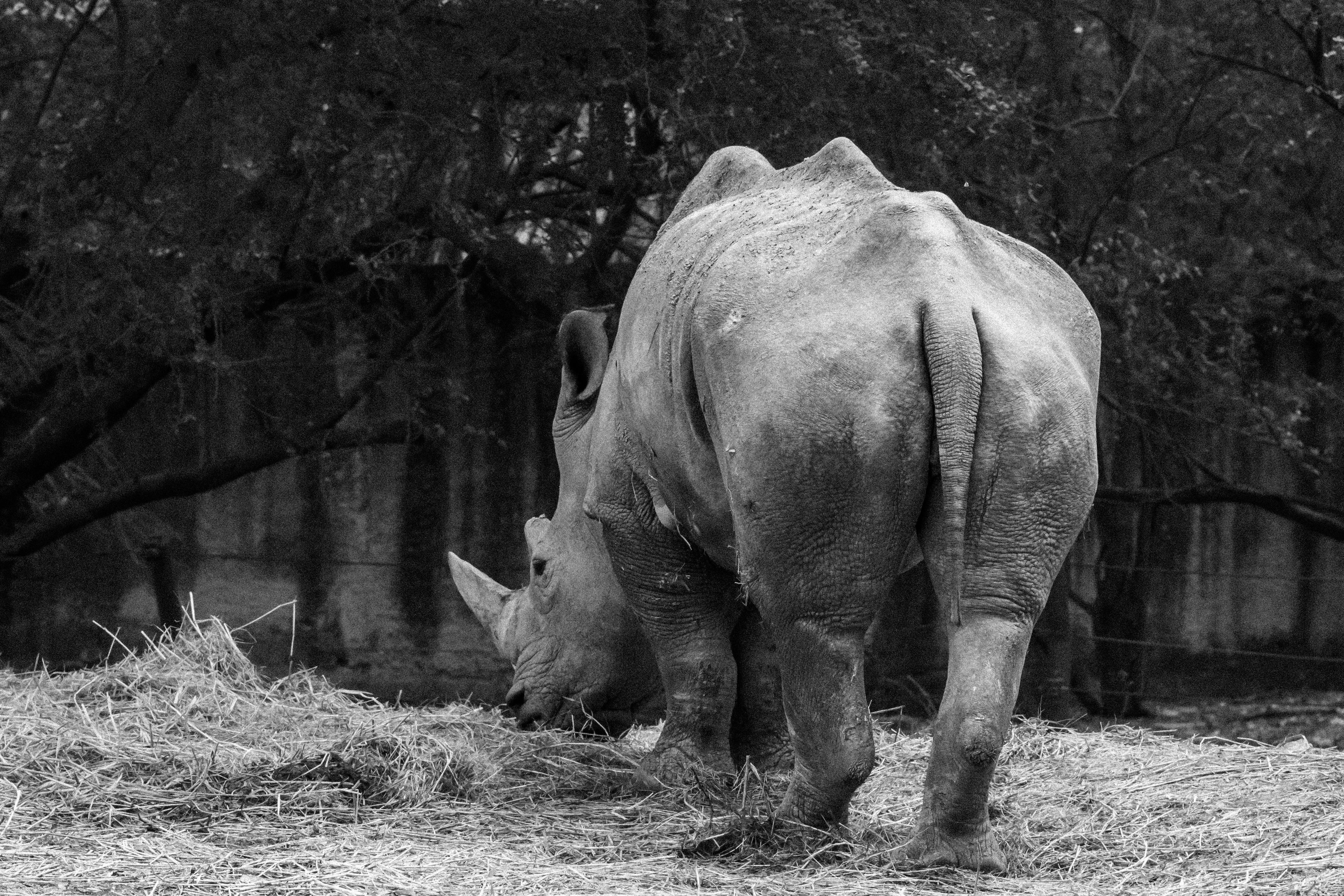 grátis Foto profissional grátis de ameaçado de extinção, animais em cativeiro, animais selvagens Foto profissional