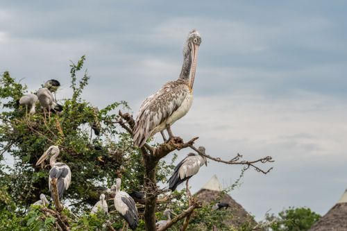 Free A group of pelicans and storks perched on tree branches, showcasing wildlife diversity in nature. Stock Photo