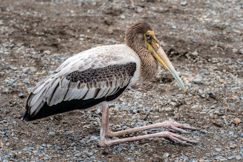 Close-up of a Painted Stork Sitting on the Ground