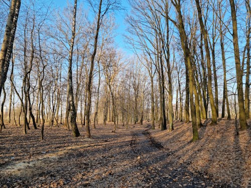 Bare Trees in Forest in Autumn