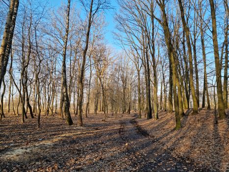 A dirt road in a forest with bare trees