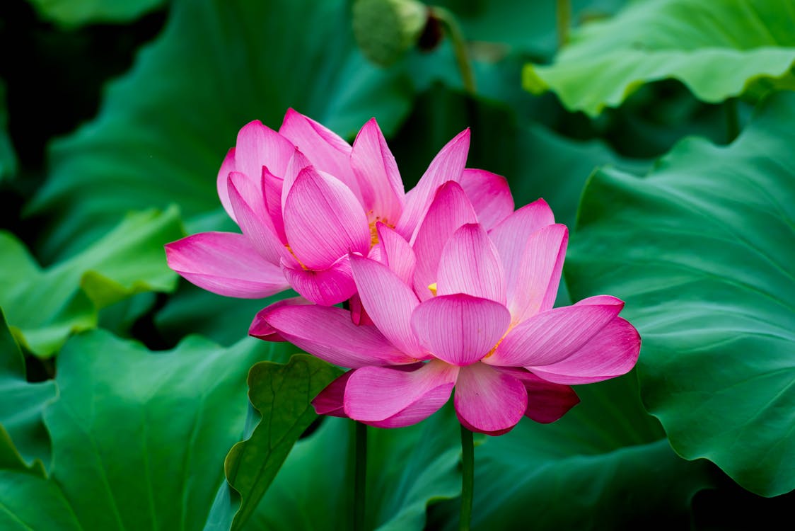 Close-Up Photo of Pink Blooming Lotus Flowers