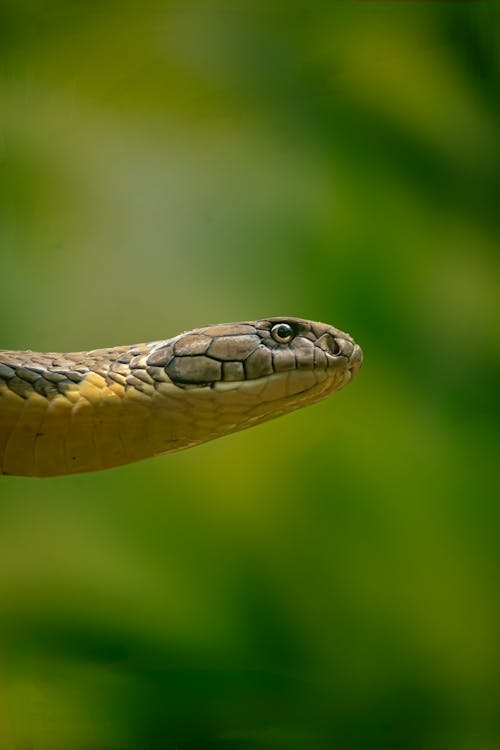 エキゾチック, トロピカル, ヘビの無料の写真素材