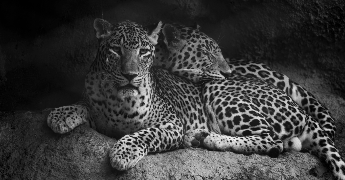 Leopard In. H Two Leopards Lying Together · Free Stock Photo